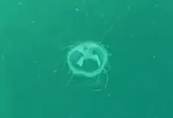 medusa